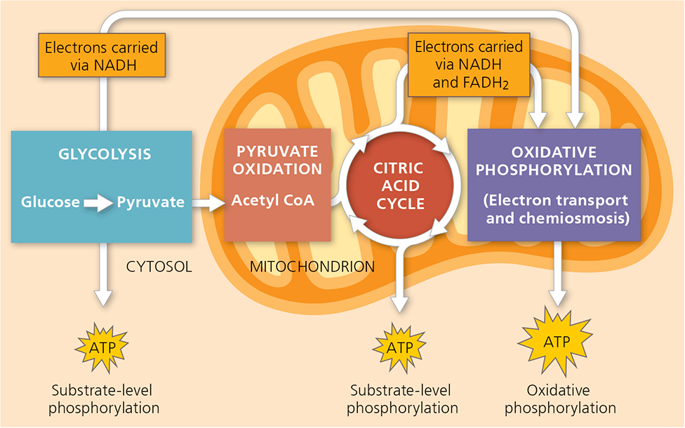 Cellular Respiration Overview