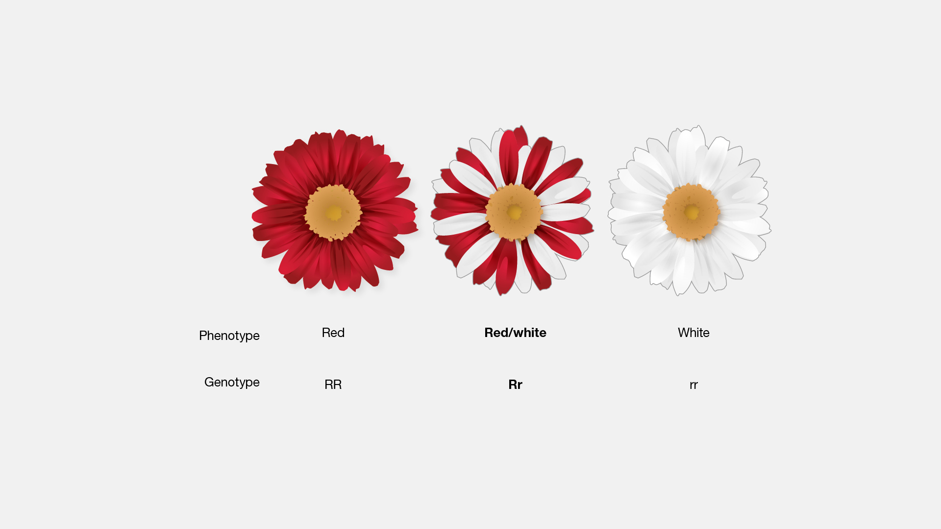 heredity-part-2-test-crosses-incomplete-dominance-codominance-multiple-alleles-polygenic