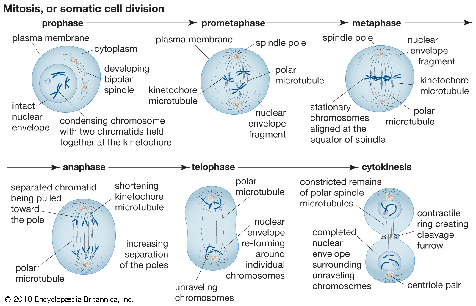 Cell division