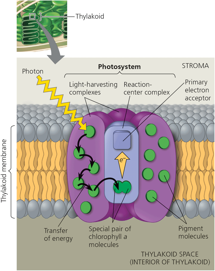 Photosynthesis The Ability To Make Your Own Food