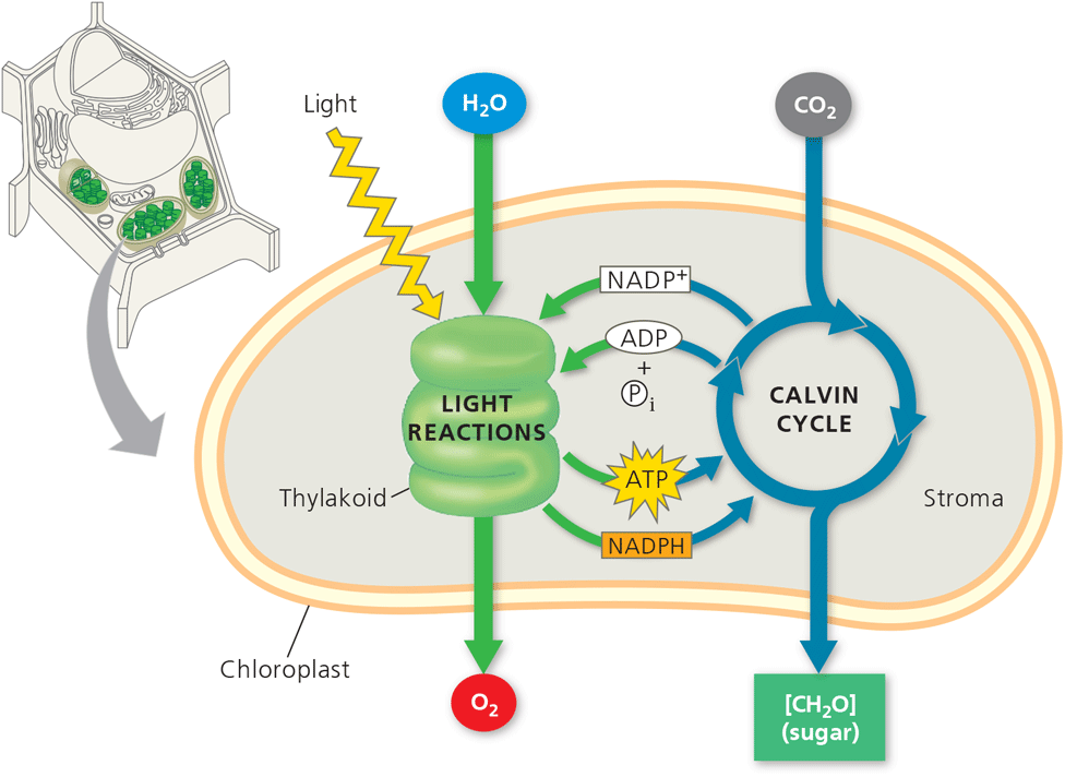 Photosynthesis Overview